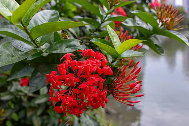 Ixora Buisson Rouge