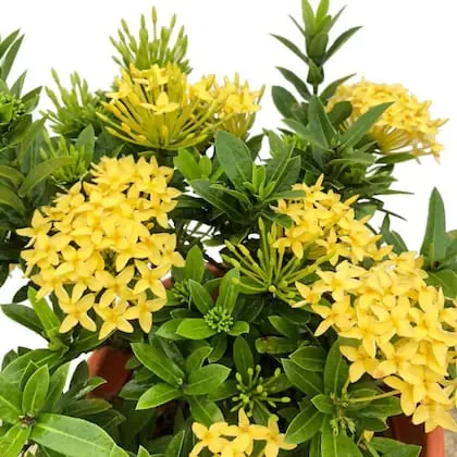 Ixora Nain Jaune